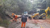 Trabajaron para sacar un árbol que bloqueó el tránsito en Circuito Chico