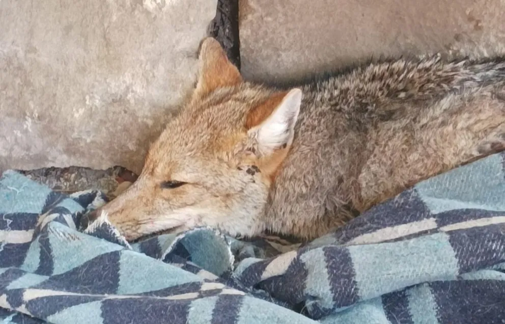 Finalmente murió el zorro atropellado en el Aeropuerto