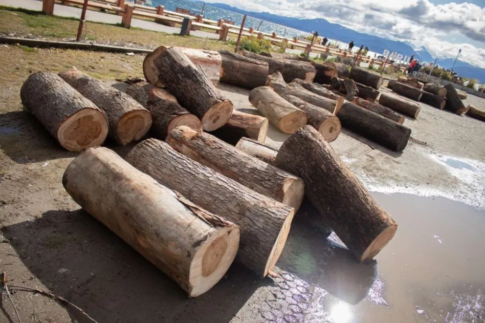 Llegaron los rollizos para el Concurso de Hacheros
