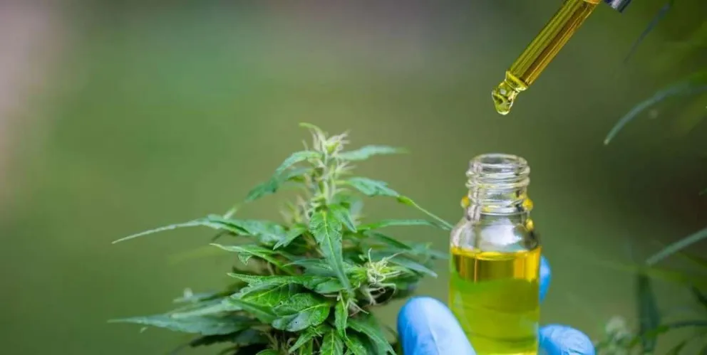 Salud avanza en el reordenamiento del Registro del Programa Nacional de Cannabis Medicinal