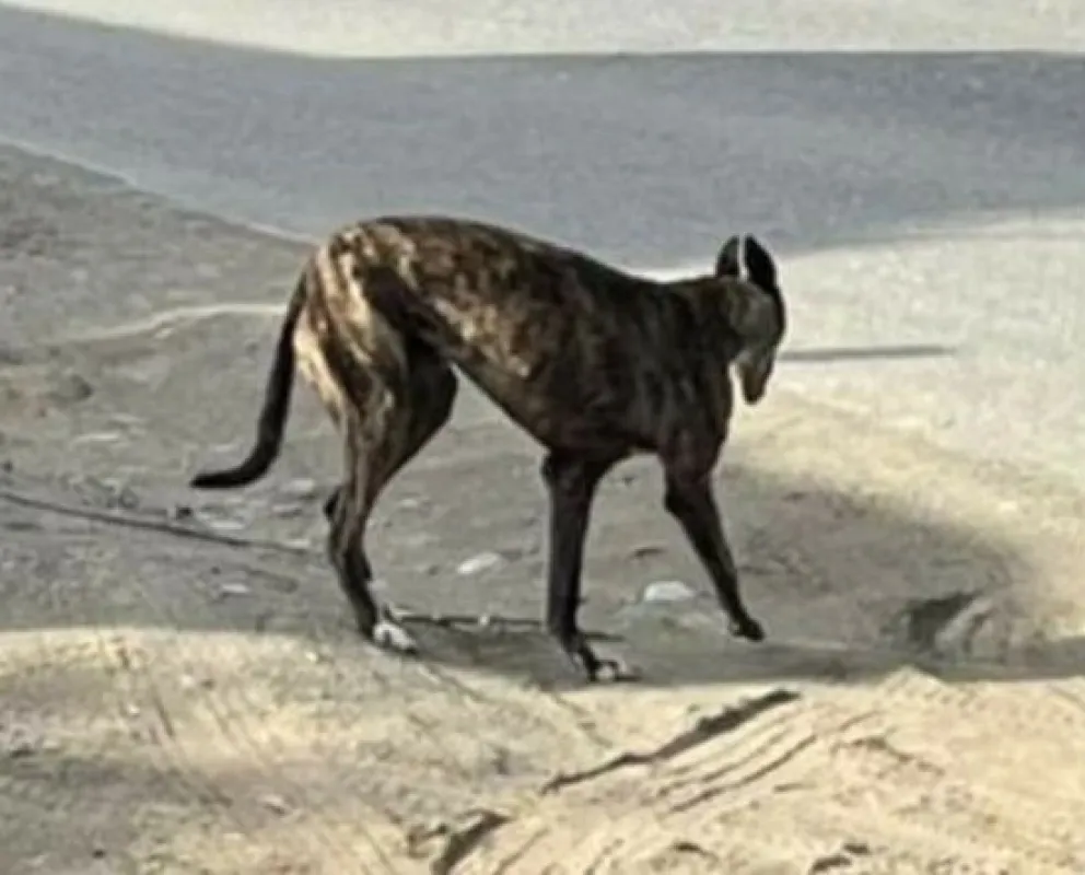 "La muerte de un galgo y la impunidad en las carreteras"