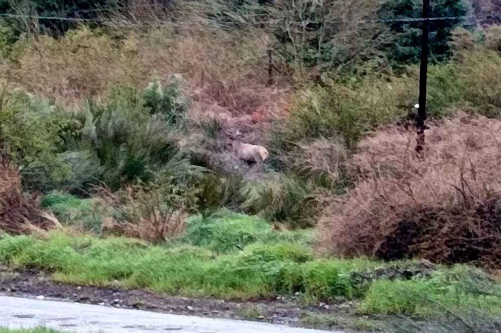 Un ciervo fue captado por calle Modesta Victoria