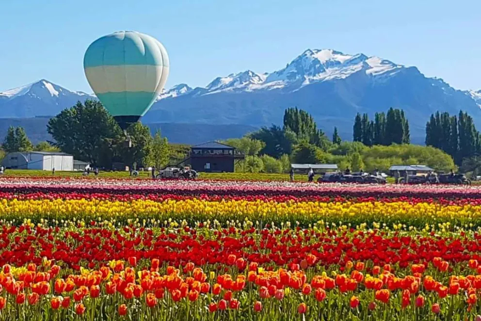 Habilitaron los vuelos en globo sobre el campo de tulipanes más grande de la Patagonia