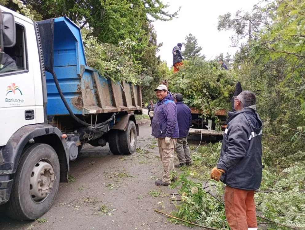 Delegacion Lago Moreno trabajó en conjunto a la CEB en poda preventiva