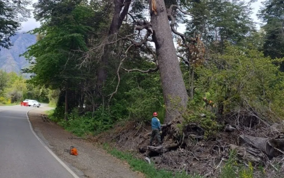 Retiran preventivamente un árbol en Llao Llao para la seguridad de visitantes y residentes