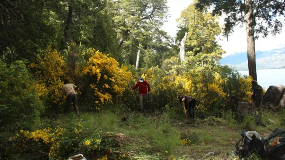Jornada ambiental: Realizan acciones contra especies exóticas invasoras