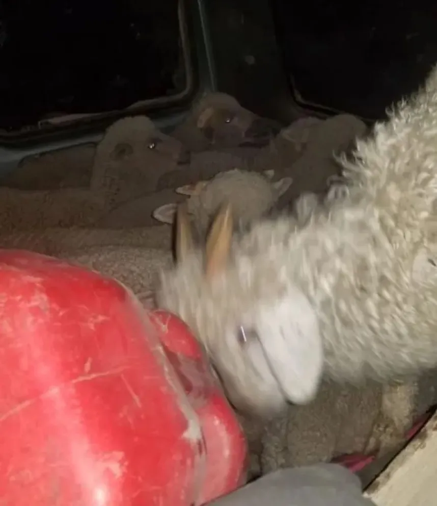 Trasladaban 20 ovinos vivos en una Kangoo y dijeron que eran comprados