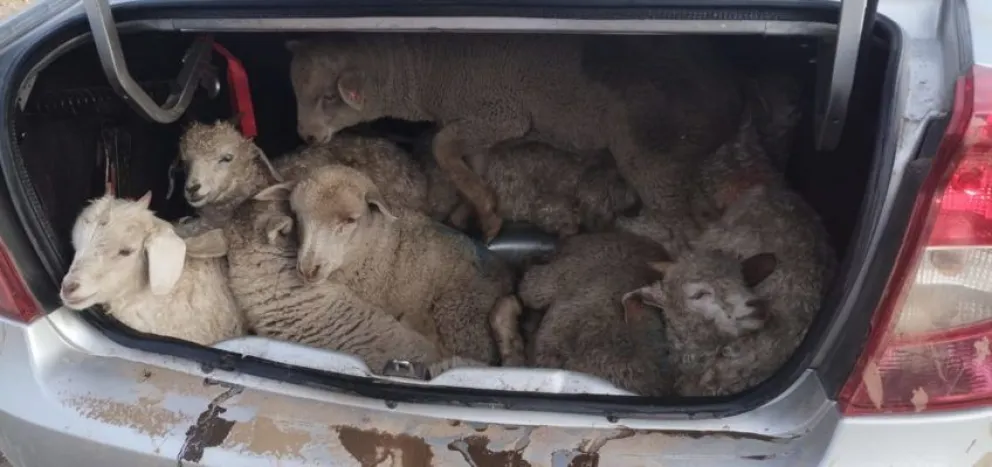 Secuestro de carne clandestina y animales en operativos de la Brigada Rural en Bariloche