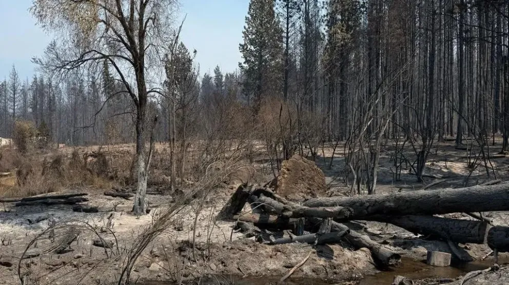 El Bolsón: Liberaron a seis personas sospechadas de iniciar incendios