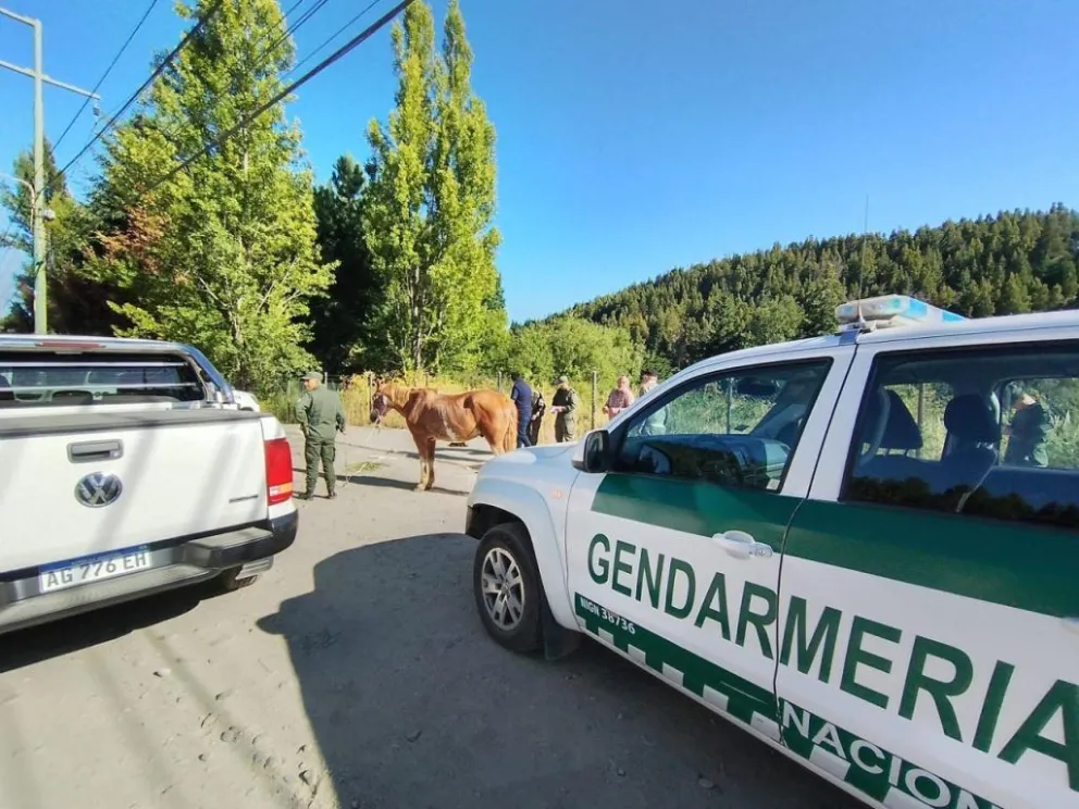Operativo en conjunto con Gendarmería para capturar caballos sueltos