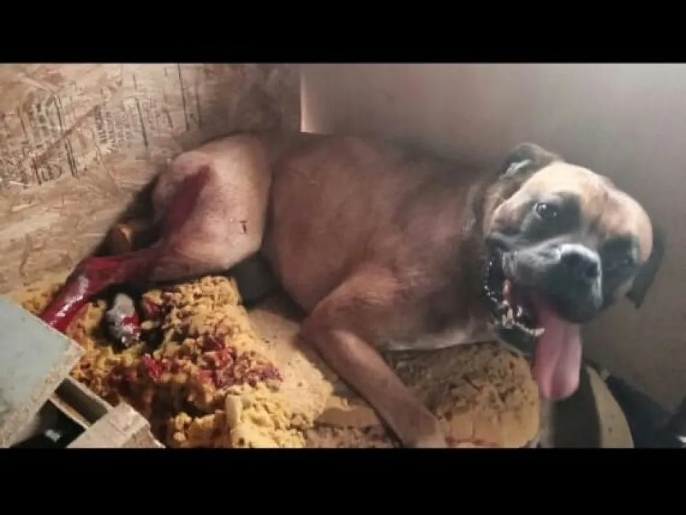 Bariloche: Casos de maltrato animal que exigen justicia y cambios urgentes