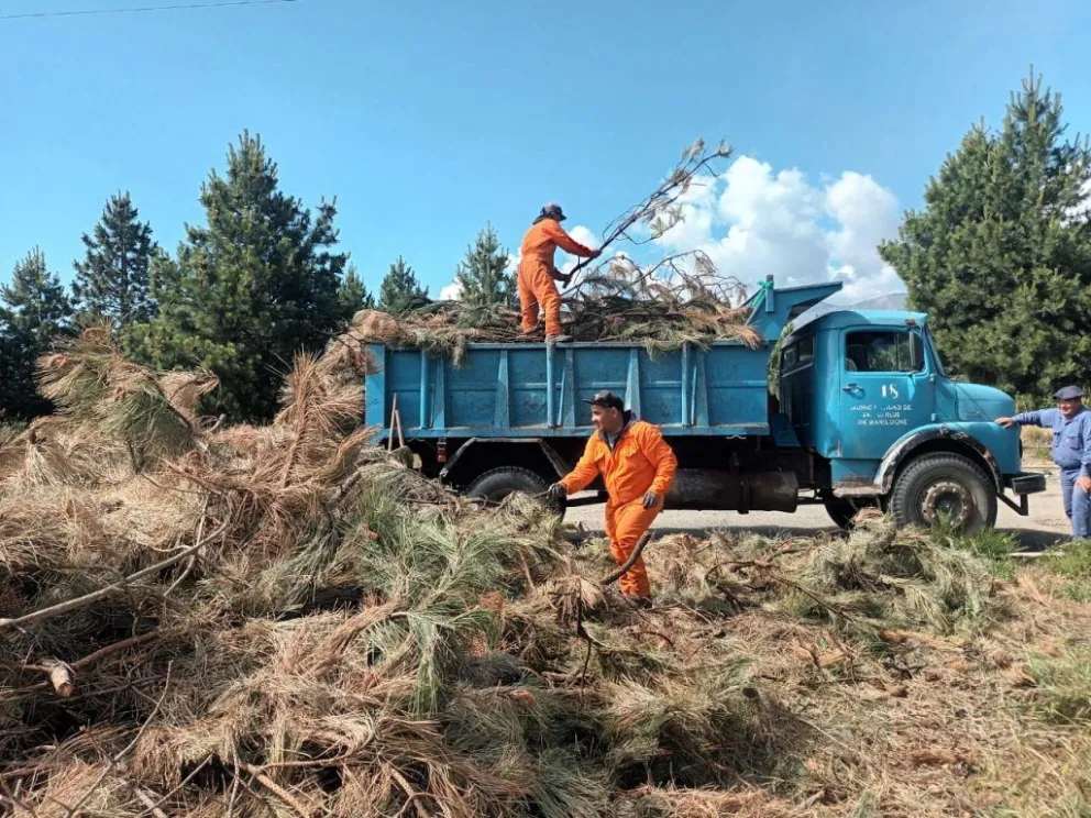 Cómo contratar el servicio municipal de recolección de residuos forestales