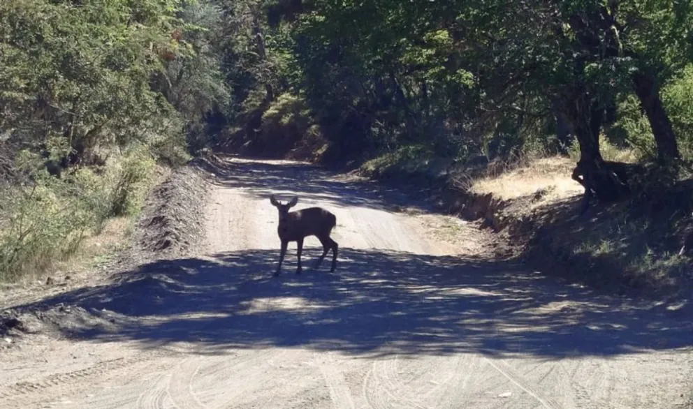 Después de casi 30 años, se registró un huemul en el Parque Nacional Lanín