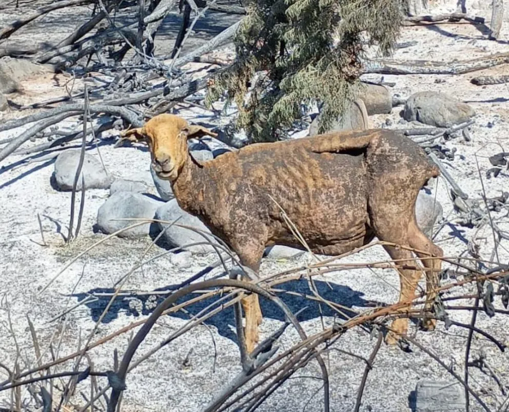 Los animales importan: La tragedia de los incendios en la Patagonia y la necesidad de planes de contingencia