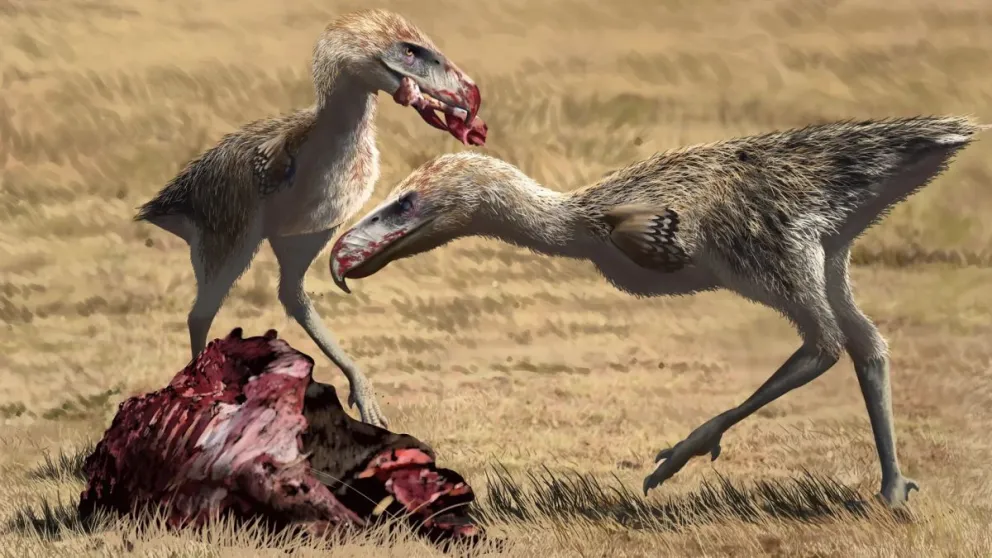 Encuentran nuevos restos fósiles del "Ave del terror" en Río Negro