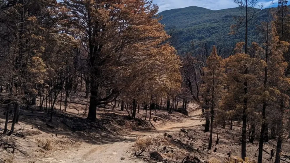 Río Negro impulsa la reproducción de lenga para restaurar bosques afectados por incendios