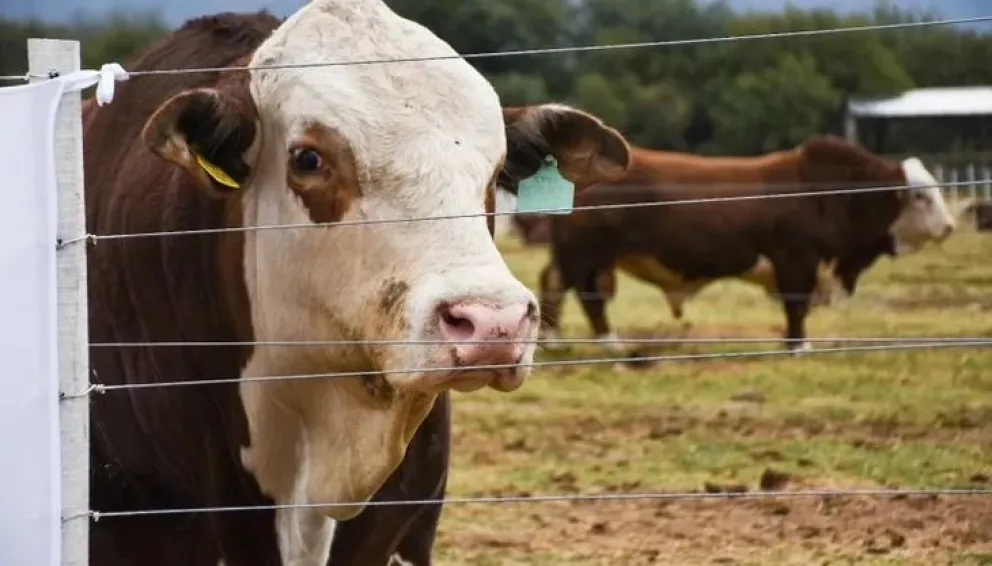 Productores patagónicos y diputados piden informes por eliminación de barrera sanitaria