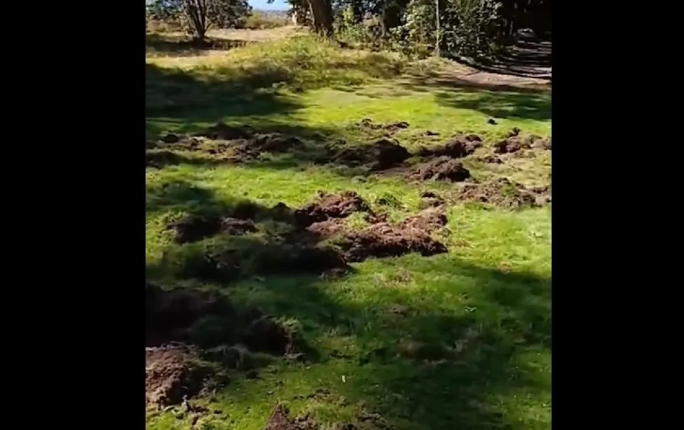 Preocupan las manadas de jabalíes en Llao Llao y analizan estrategias para controlar su avance