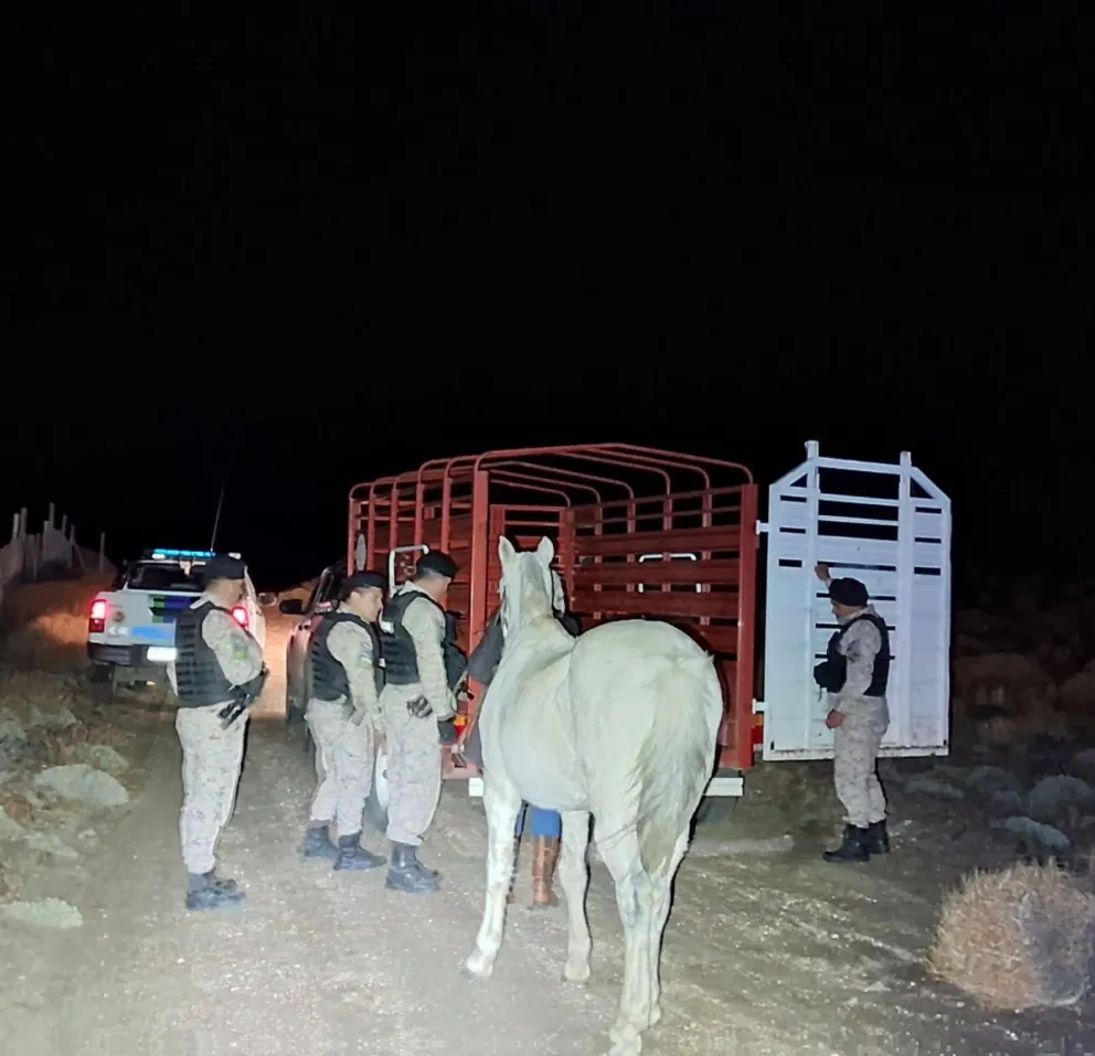 Recuperan un caballo robado en el paraje Arroyo del Medio