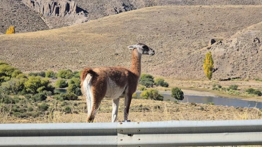 Precaución en la Ruta 237: aumenta la presencia de guanacos cerca del camino
